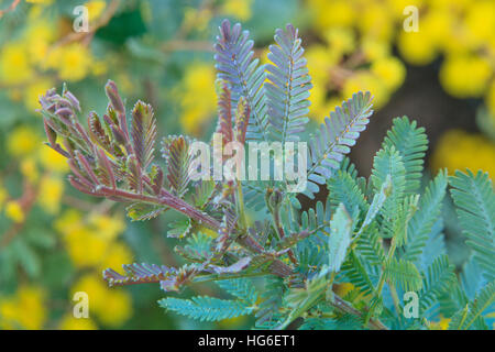 Cootamundra-Akazie, Acacia Baileyana 'Purpurea', Blätter (Phyllodes) Stockfoto