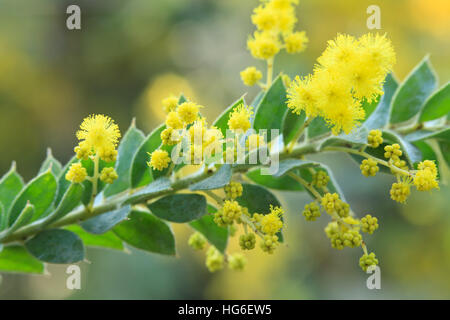 Acacia Vestita, Trivialname, weinend Boree ", weinend Akazie oder behaarte Flechtwerk. Stockfoto