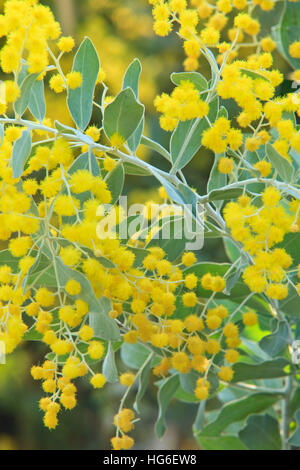 Queensland-Silber-Akazie oder Mount Morgan Wattle, Acacia podalyriifolia Stockfoto