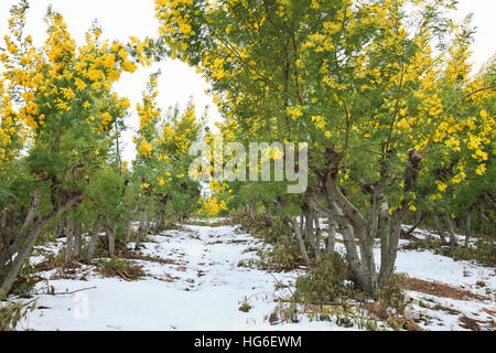 Silber-Akazie Blüte im Februar und nach Schneefall, Tanneron Bergen, Frankreich Stockfoto