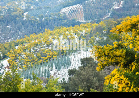 Silber-Akazie Blüte im Februar und nach Schneefall, Tanneron Bergen, Frankreich Stockfoto