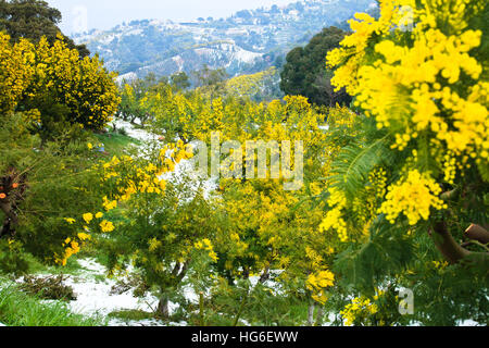 Silber-Akazie Blüte im Februar und nach Schneefall, Tanneron Bergen, Frankreich Stockfoto