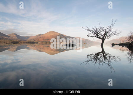 Überflutet, Eiche in Loch Lomond und Trossachs Nationalpark, mit Blick auf das Dorf Luss und Ben Lomond, Schottland, Großbritannien Stockfoto