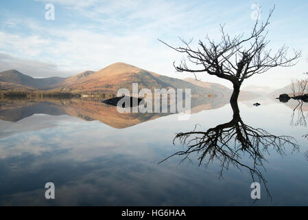 Überflutet, Eiche in Loch Lomond und Trossachs Nationalpark, mit Blick auf das Dorf Luss und Ben Lomond, Schottland, Großbritannien Stockfoto