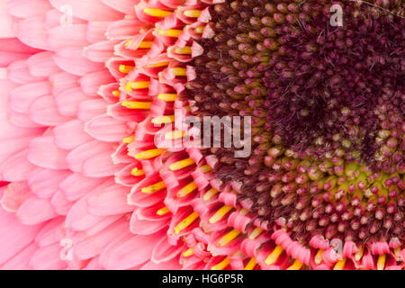 Rosa Gerbera Daisy Nahaufnahme von oben und auf der rechten Seite des Rahmens angezeigt Stockfoto