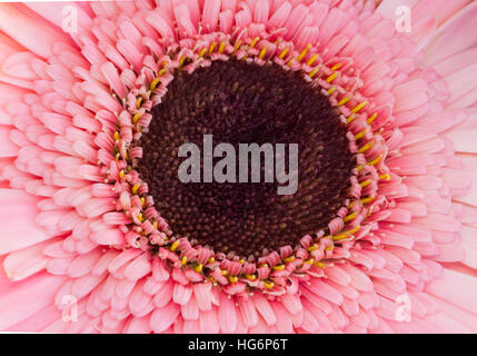 Rosa Gerbera Daisy Nahaufnahme von oben gesehen "und" zentriert in den Bilderrahmen Stockfoto