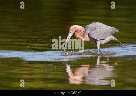 Rötliche Silberreiher (Egretta saniert) Fischfang im flachen Wasser, Ding Darling NWR, Florida, USA Stockfoto