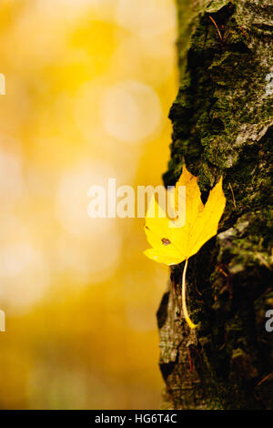 Der Bergahorn (Acer Pseudoplatanus) ist ein Laubbaum aus der Gattung der Ahorne (Acer). Es ist weit verbreitet in Europa und als ein Parkbaum Stockfoto