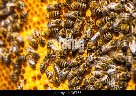 Nahaufnahme von den Arbeitsbienen auf Honigzellen Stockfoto