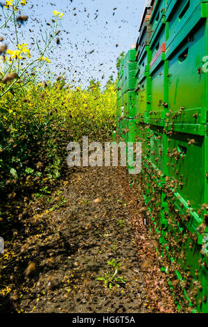 Schwarm von Bienen fliegen in Richtung ihrer Bienenstöcke. Stockfoto