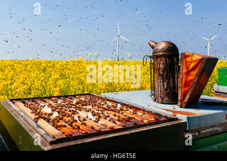 Bienen auf Honigwabe in einem Bienenstock. Honigbienen sind eine Gattung aus der Familie der echten Bienen. Stockfoto