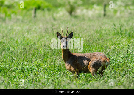 Ein Reh (Capreolus Capreolus) Buck stehen lange Gras an einem sonnigen Tag Stockfoto