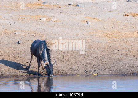 Streifengnu kniend und Trinken von Wasserloch bei Tageslicht. Wildlife Safari im Etosha National Park, die wichtigsten Reiseziel in Namibia, Afr Stockfoto