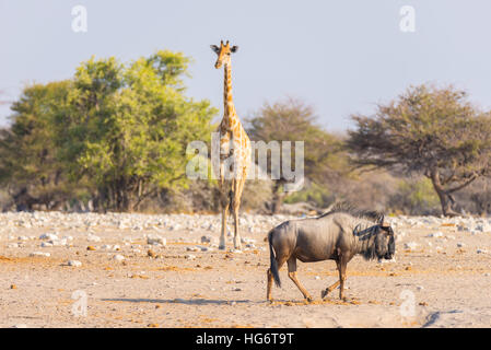 Giraffen und Gnus wandern in den Busch. Wildlife Safari im Etosha National Park, berühmt Reiseziel in Namibia, Afrika. Stockfoto