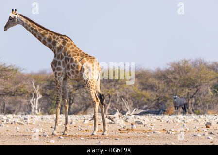 Giraffe und Oryx-Antilopen zu Fuß im Busch. Wildlife Safari im Etosha National Park, berühmt Reiseziel in Namibia, Afrika. Stockfoto