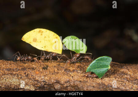 Blattschneiderameisen (Atta Colombica) tragen Teile der Blätter, Belize, Mittelamerika Stockfoto