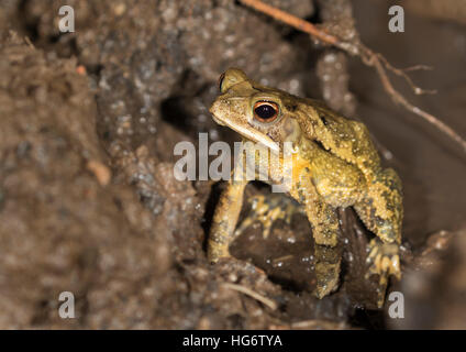 Gulf Coast Toad (Incilius Valliceps) in einem sumpfigen Regenwald bei Nacht, Belize, Mittelamerika Stockfoto