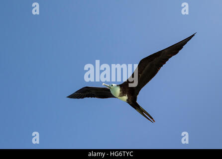 Herrliche Fregattvogels (Fregata magnificens), junge fliegen, Belize, Caye Caulker Insel, Zentralamerika Stockfoto