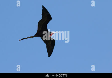 Herrliche Fregattvogels (Fregata magnificens), Männchen fliegen, Insel Caye Caulker, Belize, Mittelamerika Stockfoto