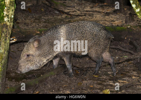 Halsband Peccary (Pecari Tajacu) Fütterung im sumpfigen Regenwald, Belize, Mittelamerika Stockfoto