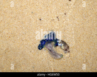 Physalia Qualle mit erbeuteten Beutefisch an Strand gespült Sunshine Beach, Sunshine Coast, Queensland, Australien Stockfoto