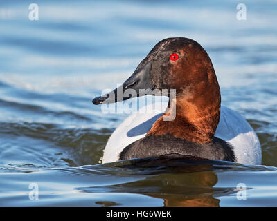 Männliche Canvasback Ente Stockfoto