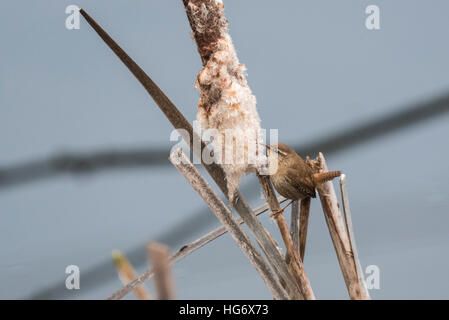 Ein Zaunkönig Futtersuche auf einem Rohrkolben Stockfoto