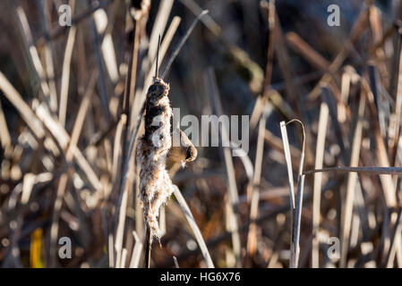 Ein Zaunkönig Futtersuche auf einem Rohrkolben Stockfoto