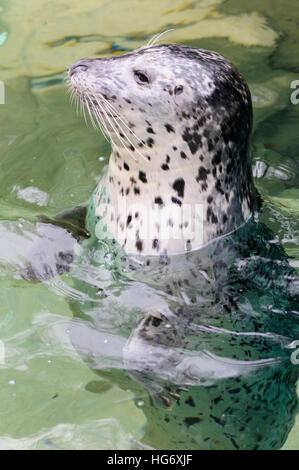 Hafen-Dichtung (Phoca Vitulina) senkrecht im Wasser schweben. Stockfoto