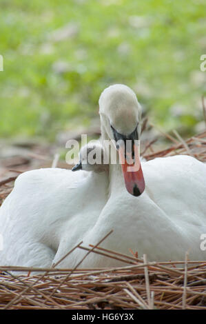 Weiße Höckerschwan - Cygnus Olor und Cygnet auf Rückseite Stockfoto