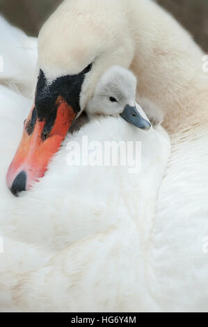 Weiße Höckerschwan - Cygnus Olor und Cygnet auf dem Rücken Stockfoto