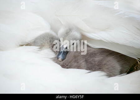 Weißer Höckerschwan Cygnets - Cygnus Olor Stockfoto