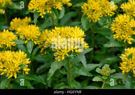 Sedum aizoon Stockfoto