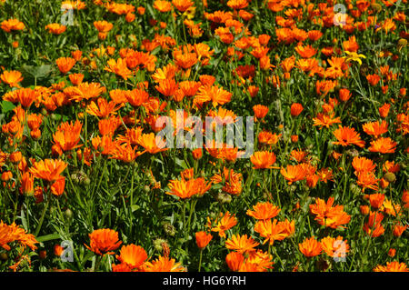 Feld mit Pot marigold Stockfoto