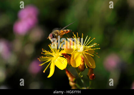 Hypericum pulchrum Stockfoto