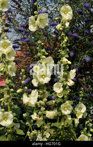 Die Kombination von Alcea rosea cv. und buddleja Stockfoto