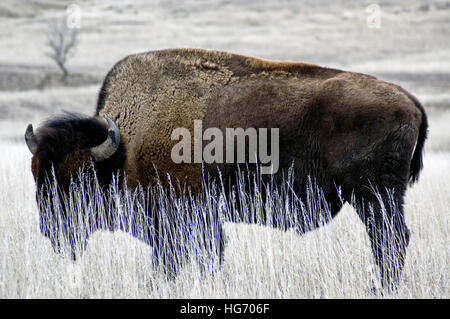 Männliche Buffalo stillstehen, Weiden, das lange Gras Stockfoto