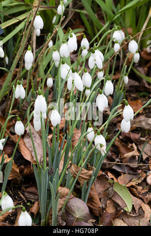 Januar Blüte Gruppe von riesigen Schneeglöckchen, Galanthus Elwesii "Frau McNamara" Stockfoto