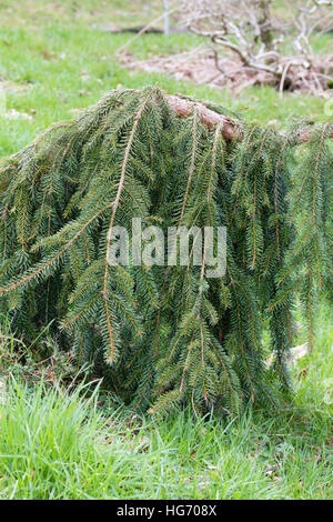 Hängende Zweige der Evergreen weinend Fichte, Picea Omorika "Pendel" Stockfoto