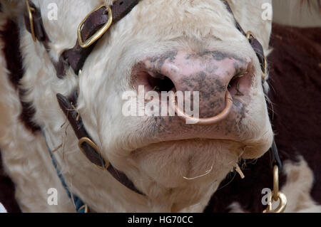 Hereford Bull Gesicht Stockfoto