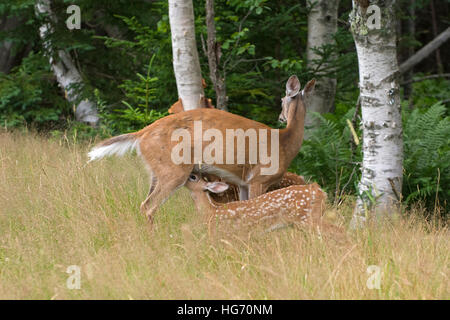 Weiß - angebundene Rotwild (Odocoileus Virginianus). Mutter Pflege Fawn. Acadia Nationalpark in Maine, USA. Stockfoto