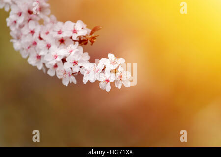 Schöne weiße Pflaumenblüten in warmes Licht, Tiefenschärfe, geringe Schärfentiefe Stockfoto