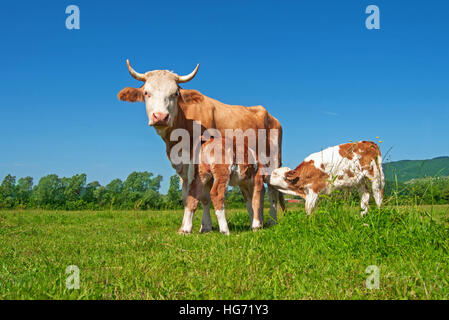 Foto der Kuh auf der Wiese, zwei Kälber füttern Stockfoto