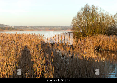 Blick über Chew Valley Lake, Chew Magna, BS40, North Somerset, England, UK mit Schilf am Ufer an einem frostigen Morgen, 2017 Stockfoto