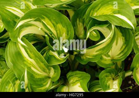 Hosta "Feuer und Eis" Stockfoto