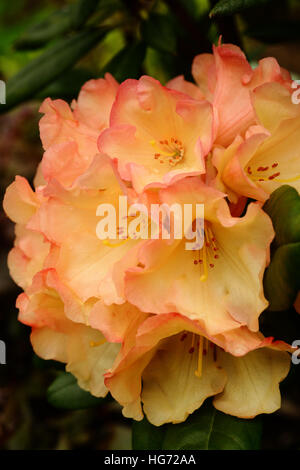 Gelb rosa Rhododendron „Seaview Sunset“ Blume Nahaufnahme. Stockfoto