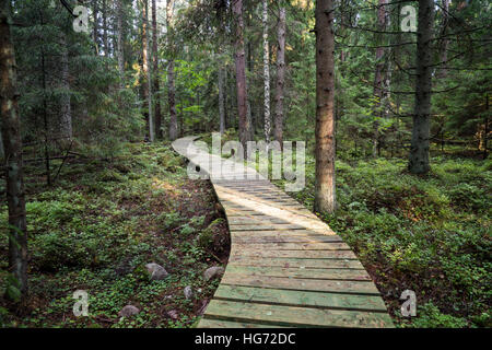 Alten Wald mit Moos bedeckte Bäume und Strahlen der Sonne im Sommer Stockfoto