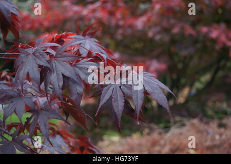 Acer Palmatum 'Bloodgood' Stockfoto
