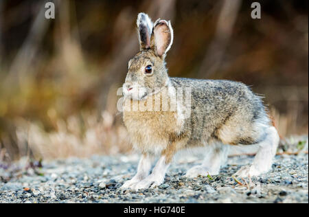 Schneeschuh-Hasen im Frühjahr Fell ändern, Alaska Stockfoto