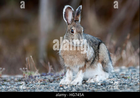 Schneeschuh-Hasen im Frühjahr Fell ändern, Alaska Stockfoto